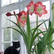 Angela Steddy's photo