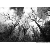 Cindy Wallace's photo