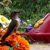 Photo de Barb McCuish
