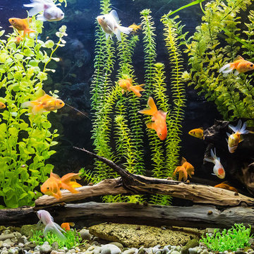Aquariums