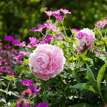 Plant combinations