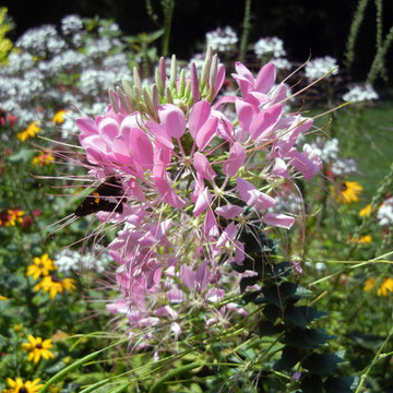 Plants that are Deer Proof:  or are they?