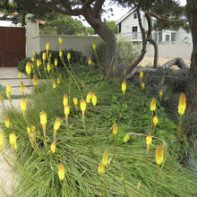 PLANTS/GARDENING
