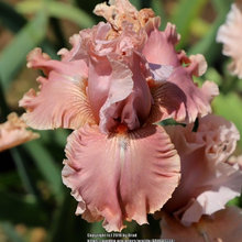 Iris 2019 Kathy - Mid America