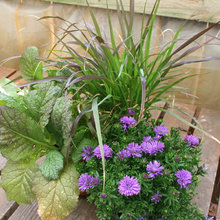 Container Gardening