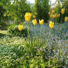 cut flower garden