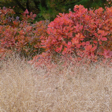 Landscape screening along a busy road