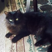 Gina Longo's photo