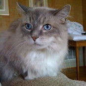 Jeff The-Birman's photo
