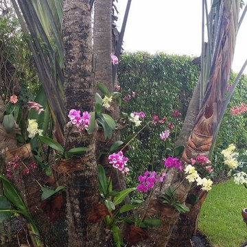 Orchids