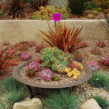 Plants and ground covers
