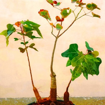 Bonsaï : création & entretien / Cas de Brachychiton acerifolius - Style Bunjigi