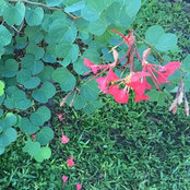 Foto von Garden Imp