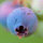blueberryabode