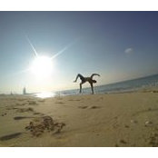 Zafer Khatib's photo