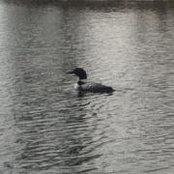 Melody Lehmann's photo