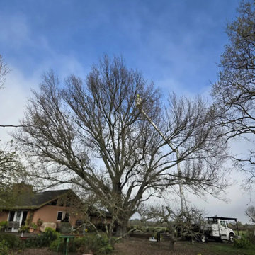 Greenview Tree Care
