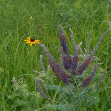 Bees
