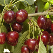 Cherry Tree