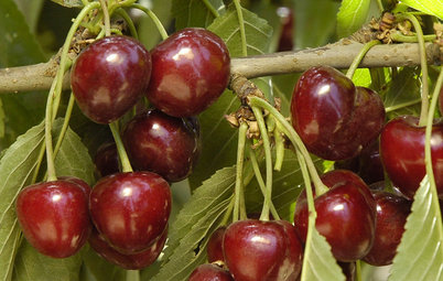 How to Grow Your Own Luscious Cherries