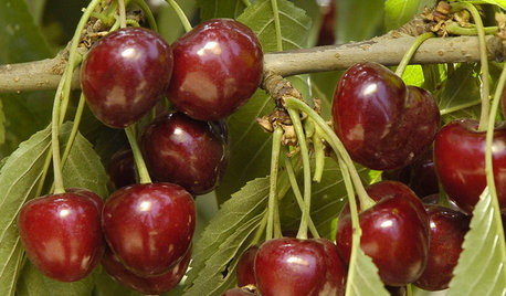 How to Grow Your Own Luscious Cherries