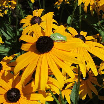 Native plants attract more than pollinators!