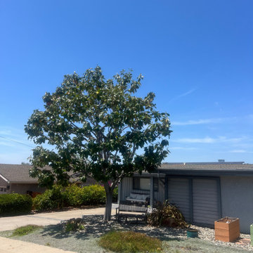 Tree Care