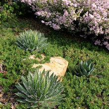 landscape ideas