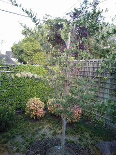 redbud western problems suffered shock gal transplant went un tree young last some year