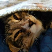 Susan Ristau's photo