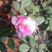 Foto von Anu Prakash
