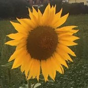 Elena Gilotta's photo