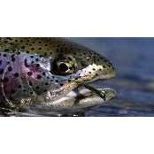 Anthony Silva's photo