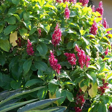 Landscaping Florida