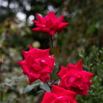 Southborough Backyard