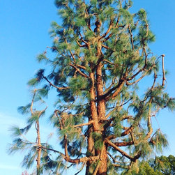 Tree trimming - Outdoor Products