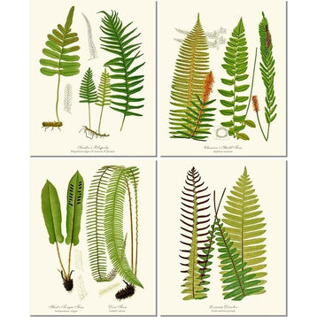 Fern Prints Vintage Botanical Art, Set of 4, Prints Ready to Mat, Art Prints Onl