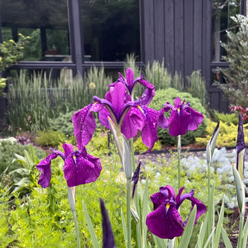 Iris ensata 'Variegata' in front garden