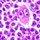 Jennifer Purple