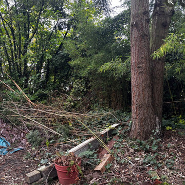 South Seattle Backyard