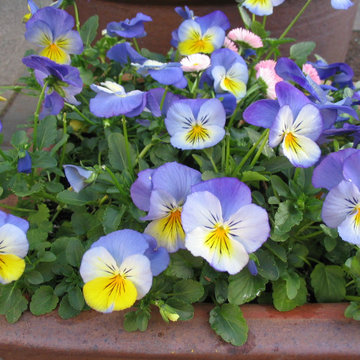 Pansy Ultima morpho