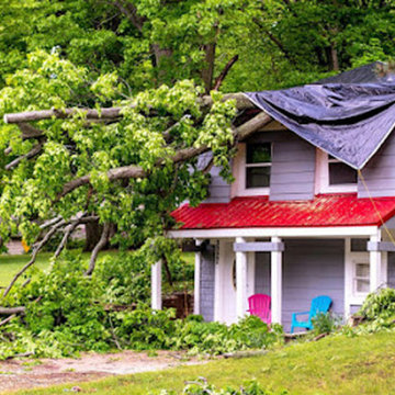 Tree Service, tree removal