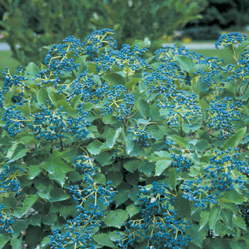 Blue Muffin® Viburnum