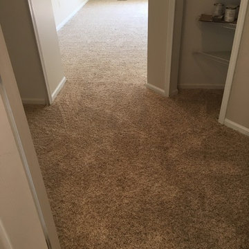 Stainmaster Carpet