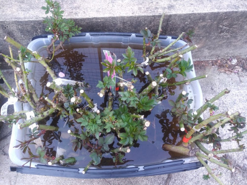 rose rooted rose rooted