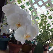 Foto von Sol Alvarez