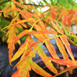 Current Featured Plants - Products