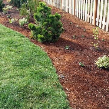 Camas Challenge/note tiny 4" groundcover Grow!