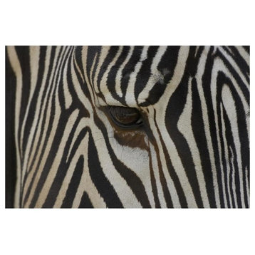 Grevy'S Zebra Close Up Of Eye, Endangered, Native To Africa-Paper Art