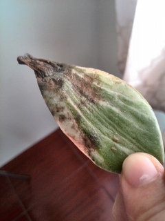 Need help with variegated jade plant | Houzz Forum